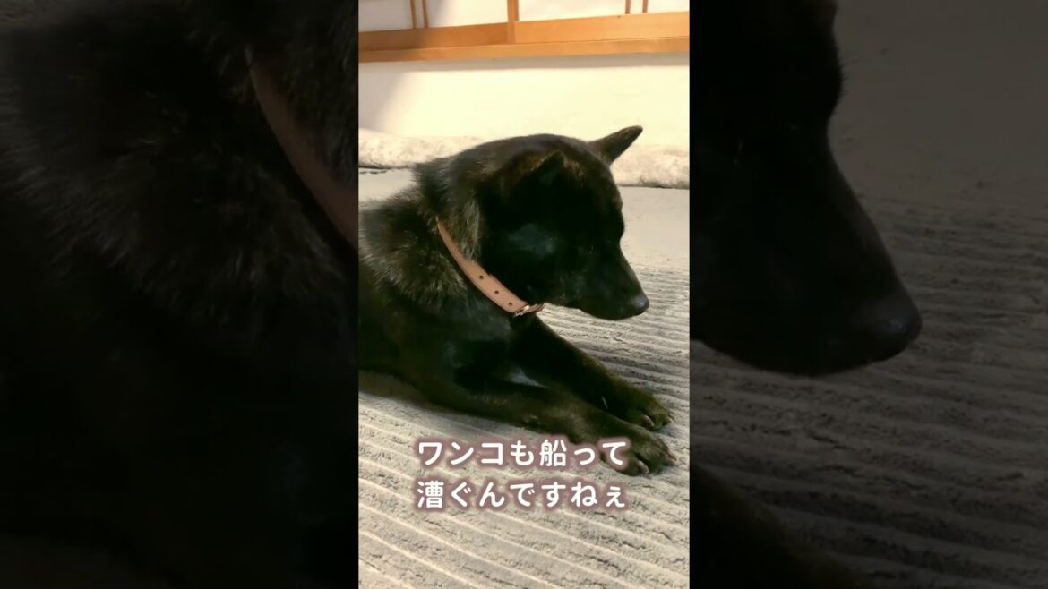 【甲斐犬】限界まで起きていたい、うとうとワンコが可愛すぎる！