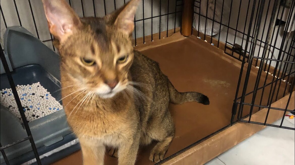 【アビシニアン】凶暴化から7ヶ月後