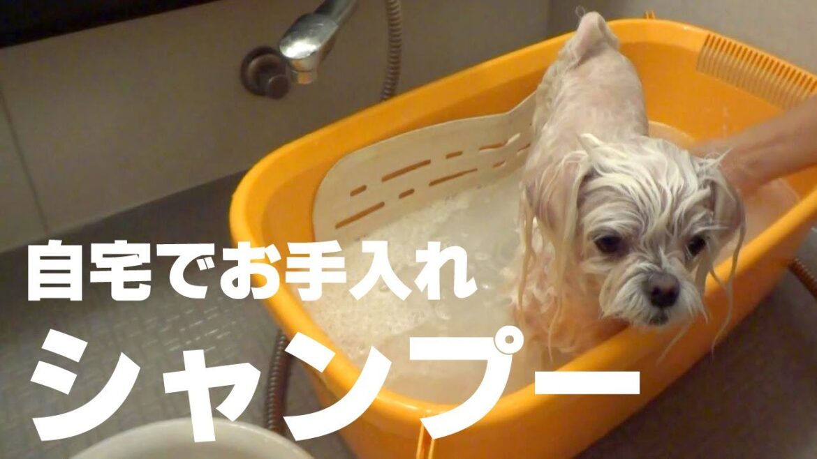 【マルチーズ】自宅でお手入れシャンプーするとこうなりました。