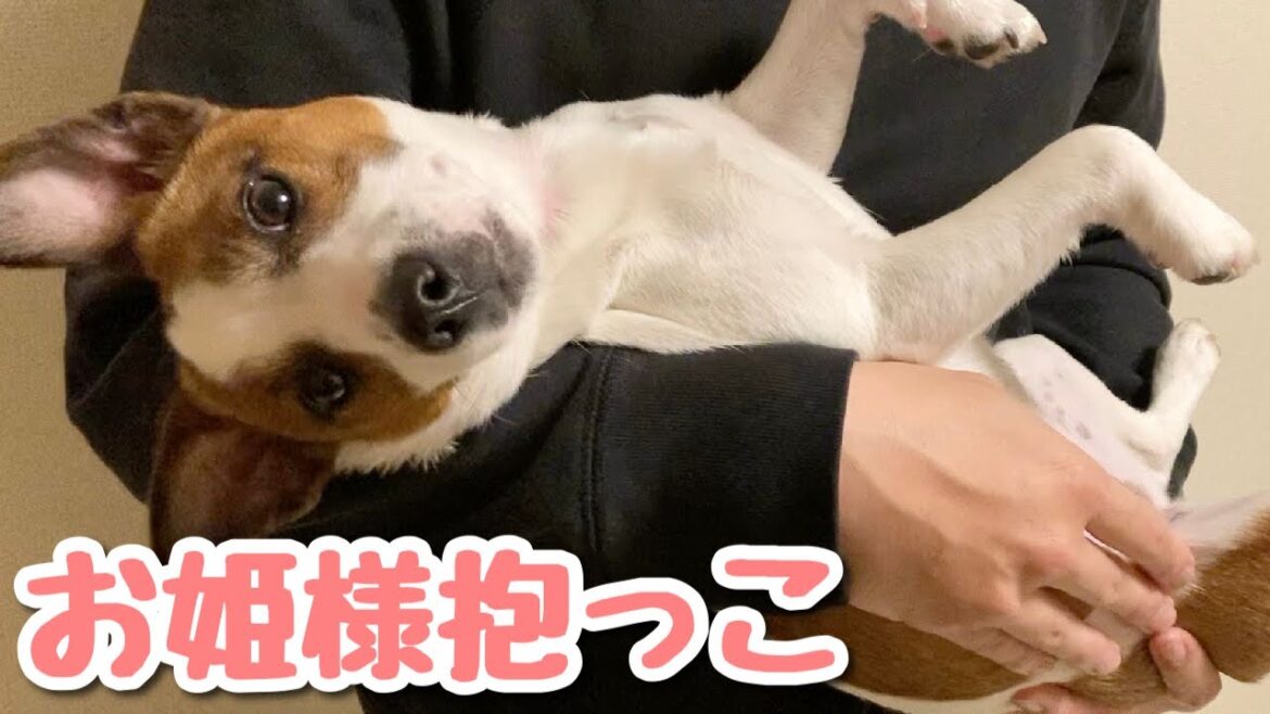お姫様 抱っこされる子犬が かわいい　ジャックラッセルテリア【なのは】
