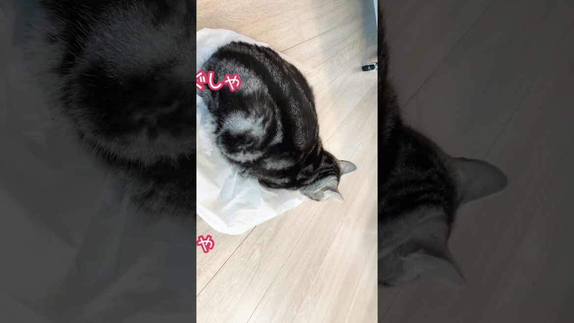 あぁ、なんかついてるんでしょうね#shorts #猫 #アメリカンショートヘア