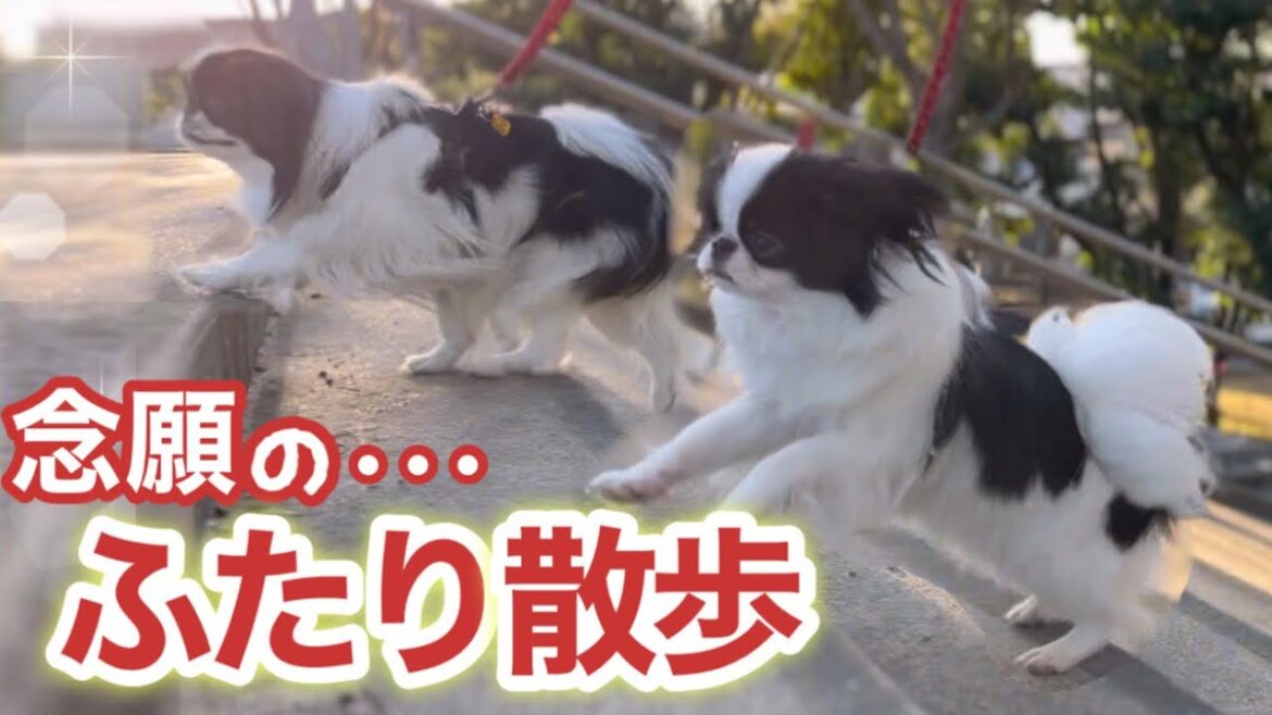 子犬お迎え6ヶ月目ついに2頭引き散歩デビュー！【日本犬狆】