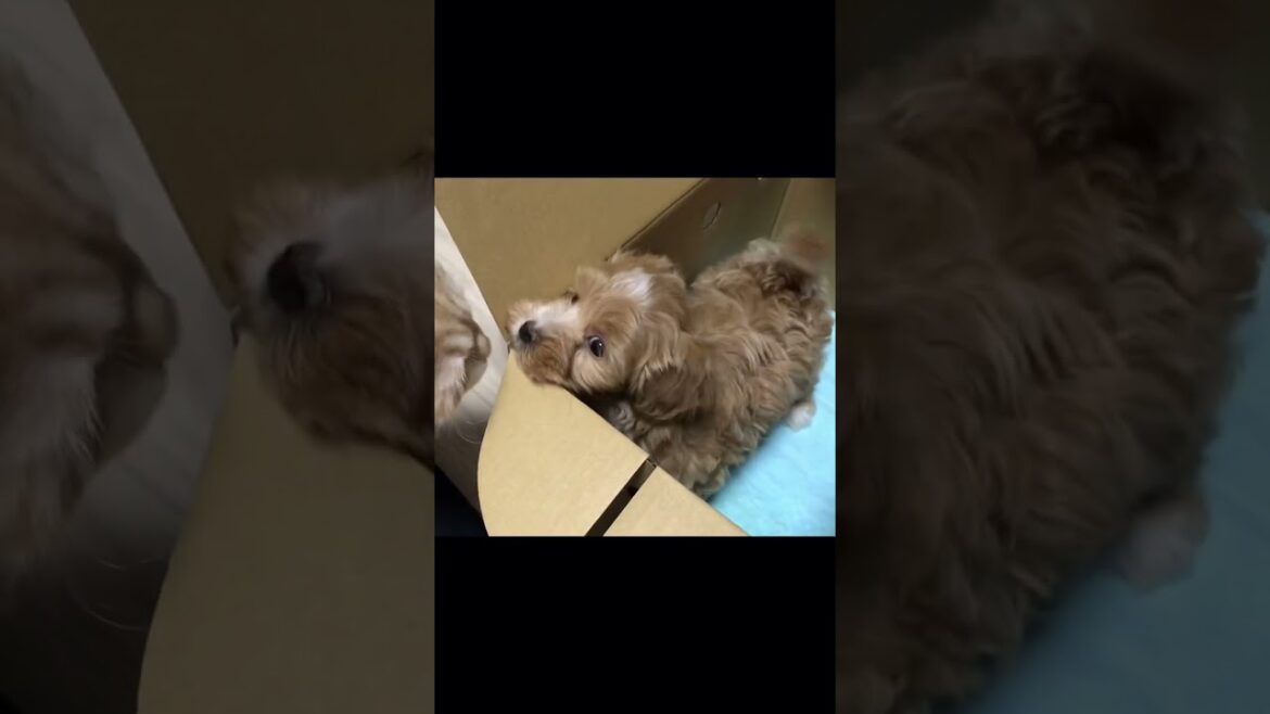 可愛い犬のPV #funny #犬 #トイプードル #カワイイ