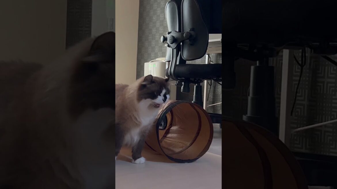 大人アメリカンカール vs 仔猫メインクーン #Shorts