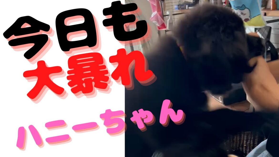 ハニーちゃん大暴れシリーズ第二弾（ニューファンドランド・超大型犬・ハニライちゃんねる） #Shorts