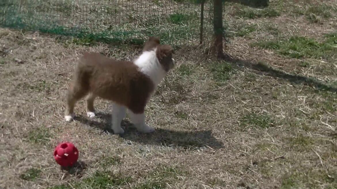 オーストラリアンシェパードの子犬　『レックス』　1週間後のフィールド遊び
