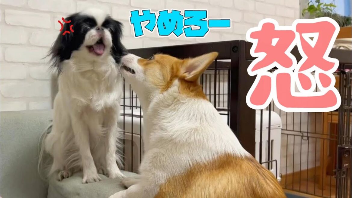 優しい先輩犬がついにキレました【コーギーの日常】