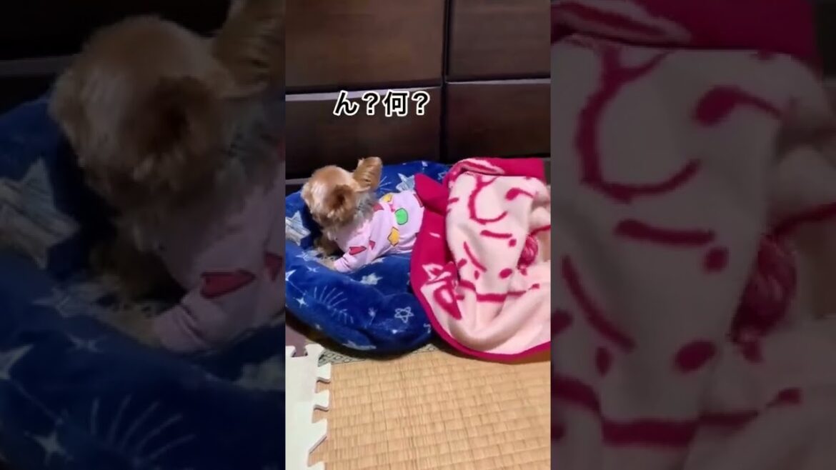 #ヨークシャーテリア #おすすめ乗りたい