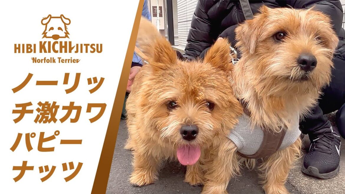 愛犬キチ ノーリッチの激カワパピー ナッツと出会う【  norfolkterrier ノーフォークテリア norwichterrier dog】