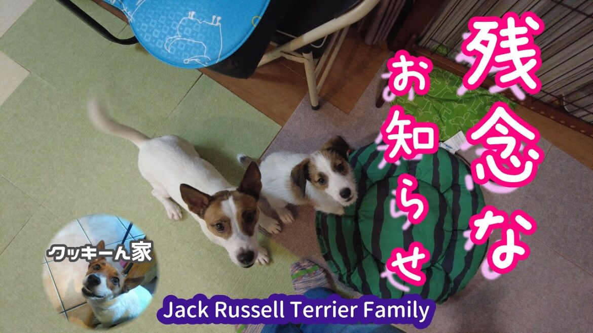 【子犬】残念なお知らせ。【ジャックラッセルテリア】【多頭飼い】