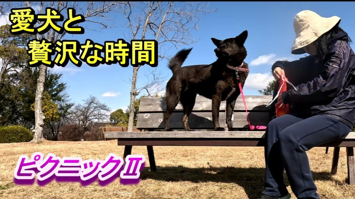 お天気のいい日はピクニック‐　甲斐犬いち
