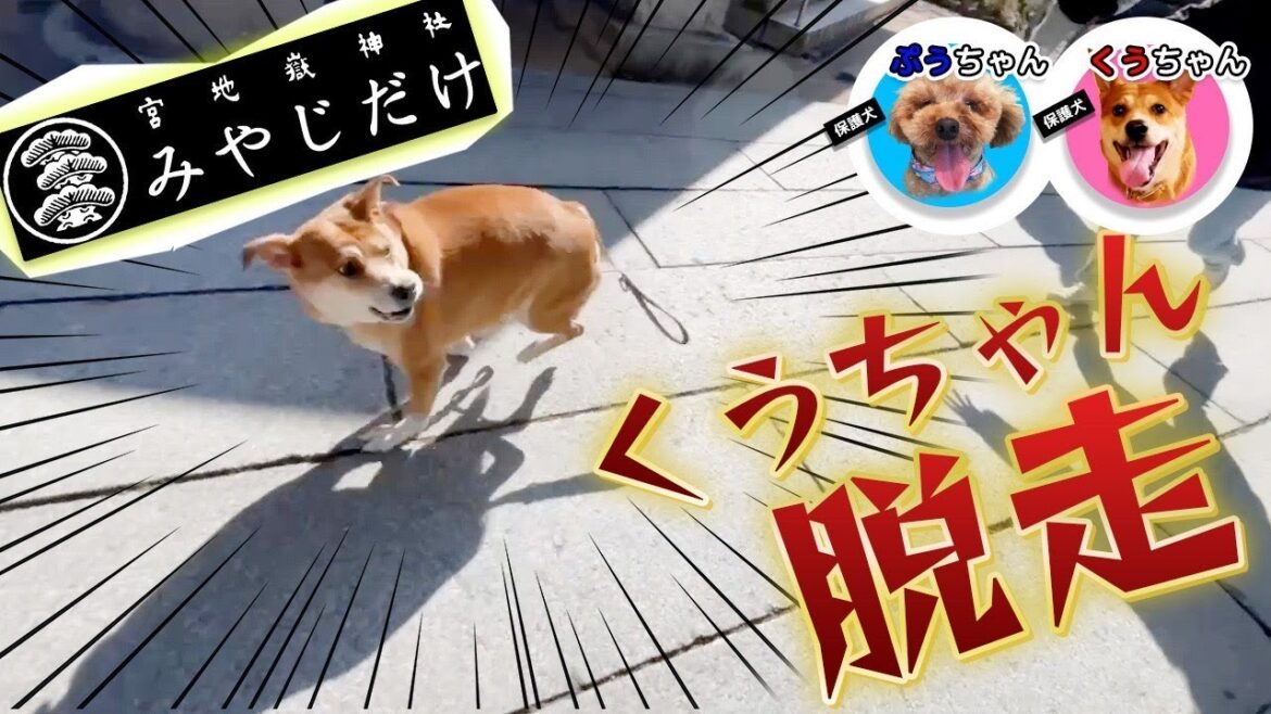 【ぷうくう】宮地嶽神社とかがみの海に行ってきた♪【前編】