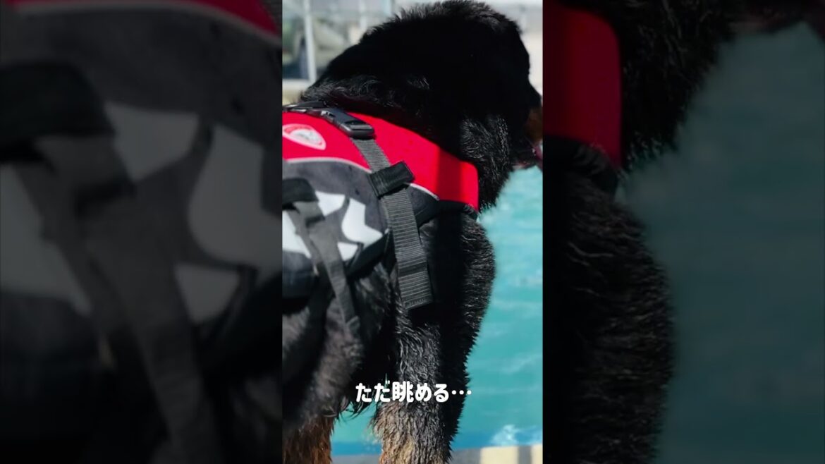 プールを始めて半年後のバーニーズマウンテンドッグ