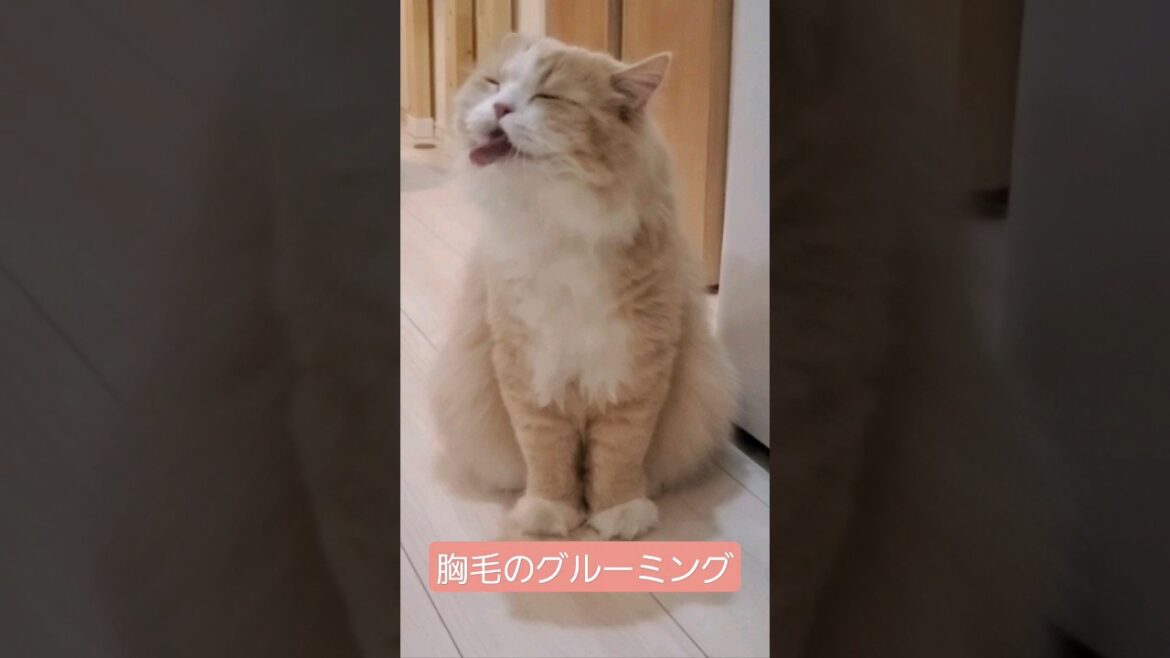 chest hair grooming #scottishfold #cat #scottishstraight #スコティッシュフォールド