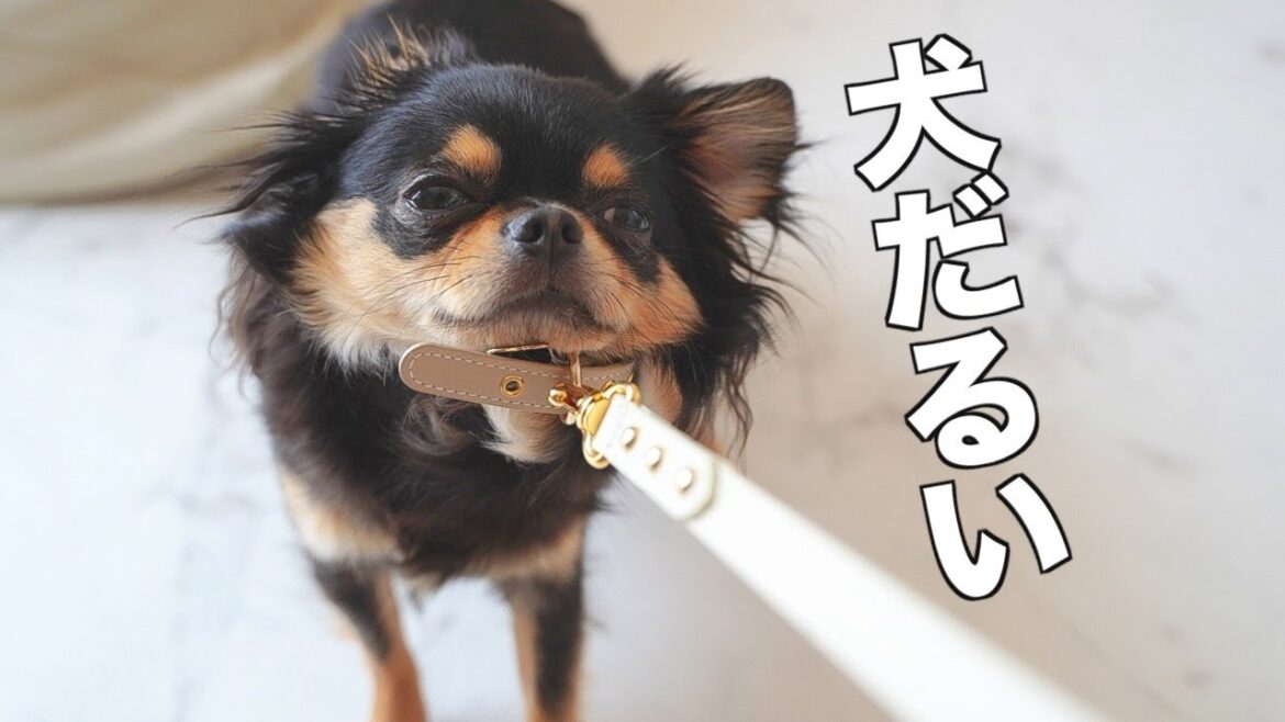 【虚無】犬をやめたチワワがこちら🐶イヤイヤ期！散歩嫌い