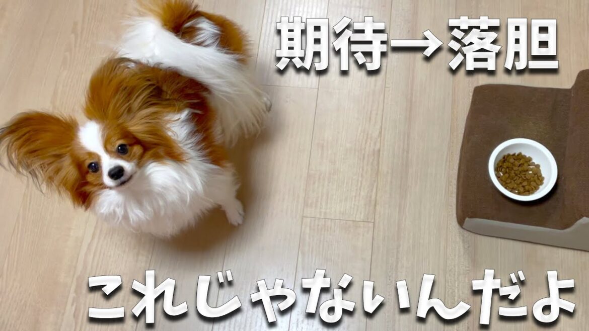 期待から落胆。これじゃない感がわかりやすいパピヨンの様子がこちら。#papillon  #パピヨン