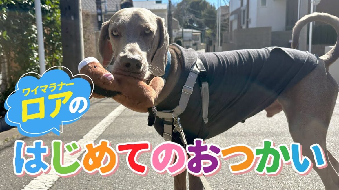 初めてのおつかいを任された大型犬ワイマラナー、店内でどんな行動をする？！