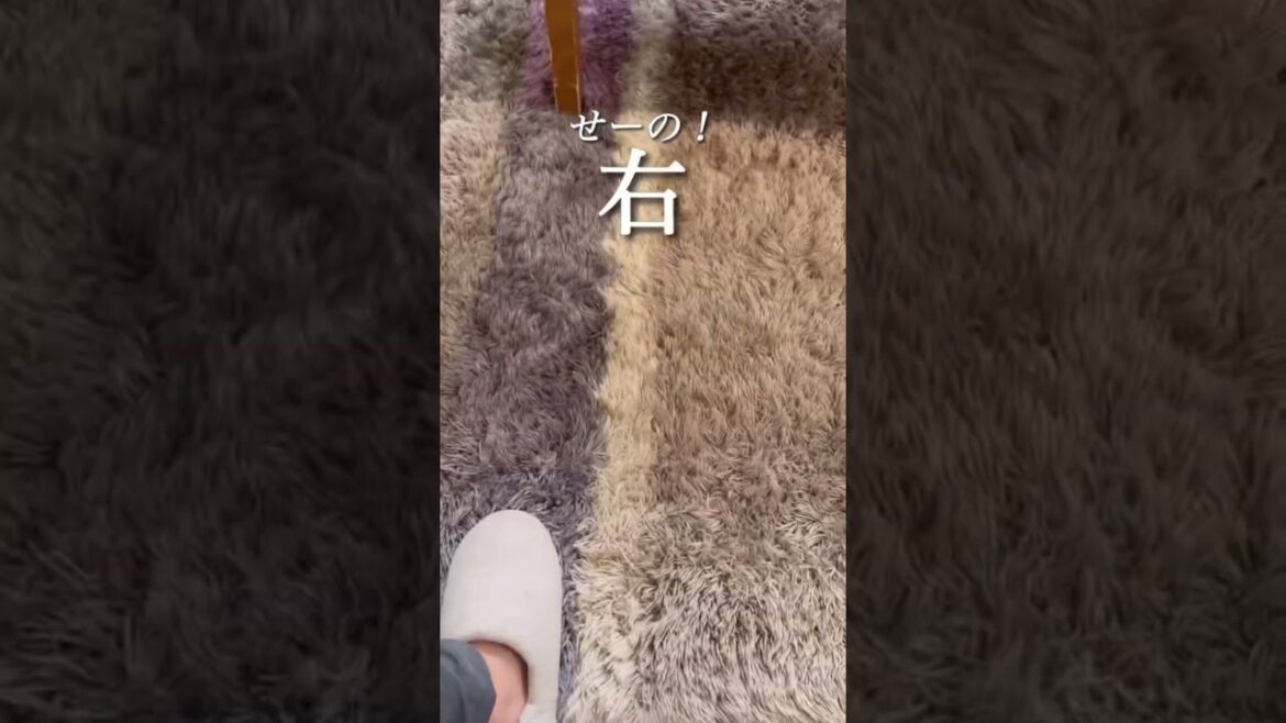 【猫の反復横跳び🐈💨】#アメショ #アメリカンショートヘア #猫のいる暮らし #猫のおもちゃ #ねこじゃらし #ハチワレ猫