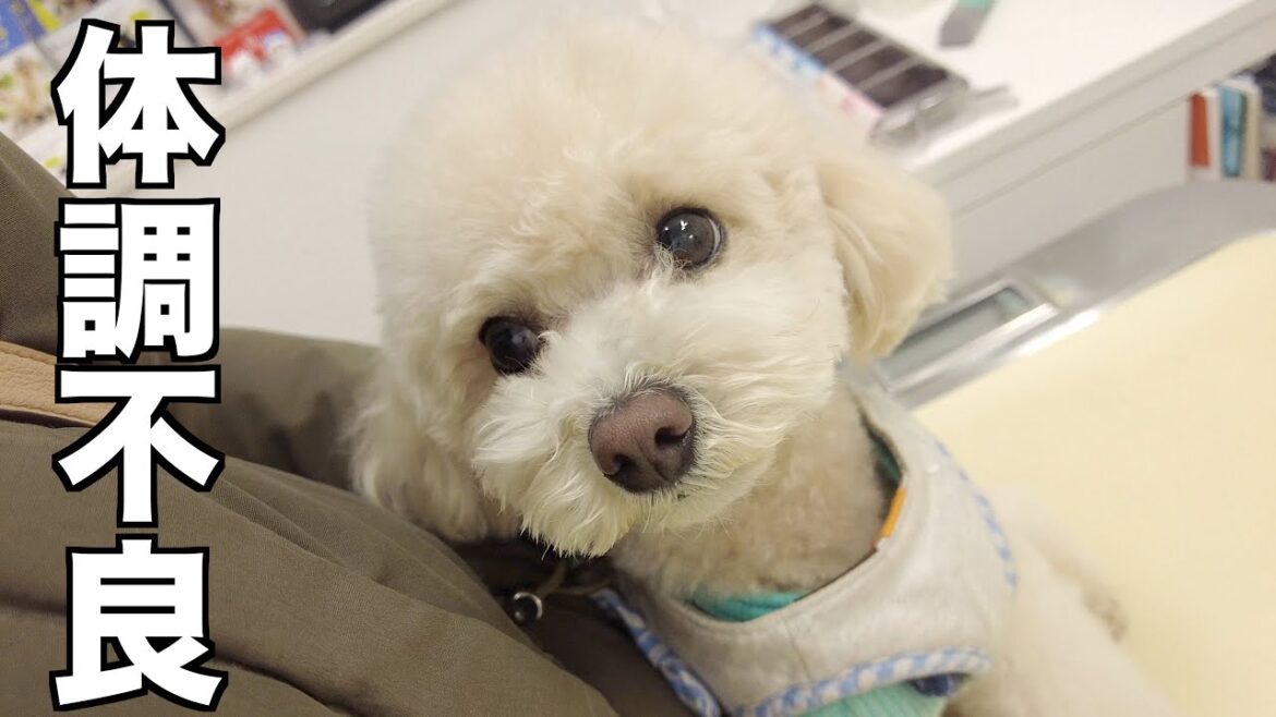 妹犬のお腹の調子が悪くなってしまったので動物病院へ行ってきました…