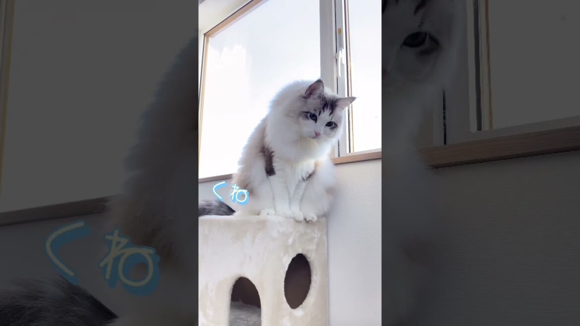 ん？それ、なんですか？👀 #こむぎ #ラグドール #猫の居る暮らし #動物癒し動画