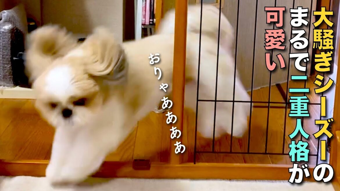 【シーズー】大騒ぎシーズー犬の、まるで二重人格が可愛い。【160】