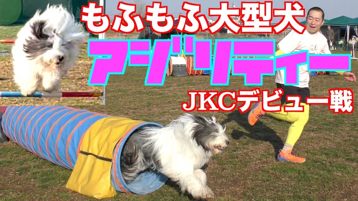 【デビュー戦】JKCアジリティーデビュー戦💨もふもふ大型犬はどこまでやれるのか⁉️