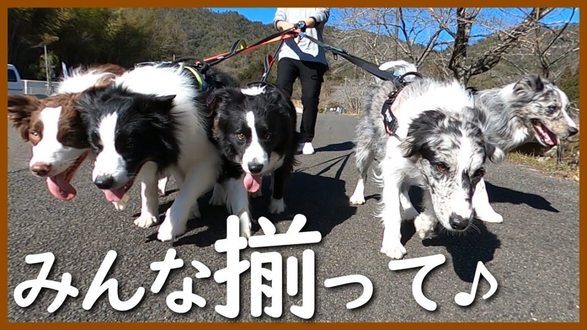 5頭揃ってのドッグランで積極的になっちゃう子が可愛すぎた♪【ボーダーコリー】