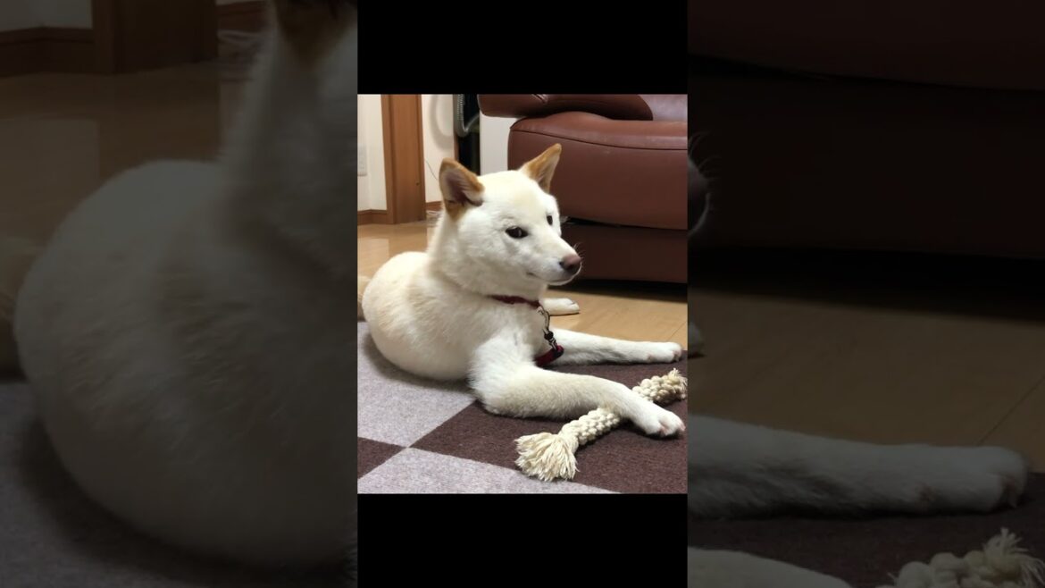カミナリが鳴った瞬間柴犬はこんな風に驚く！＃shorts