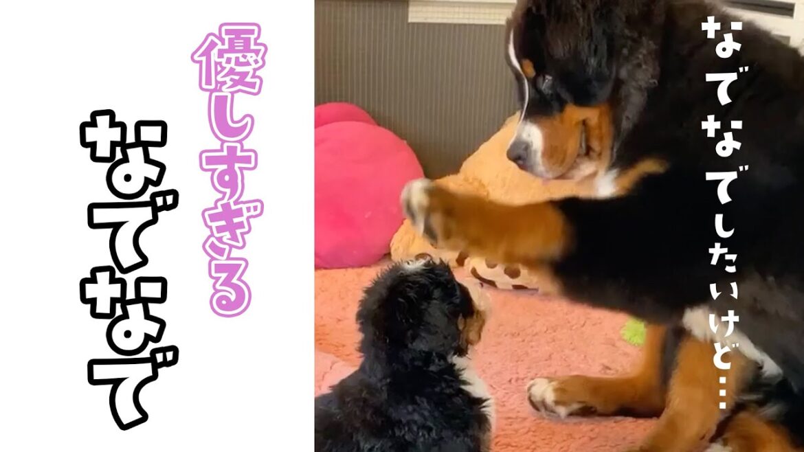 ナデナデが優しい大人ワンコ｜PECO
