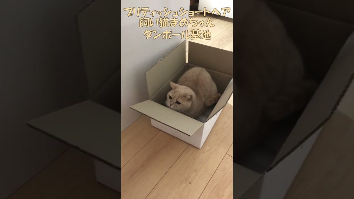 ブリティッシュショートヘア 飼い猫まめちゃん ダンボール基地 #Shorts