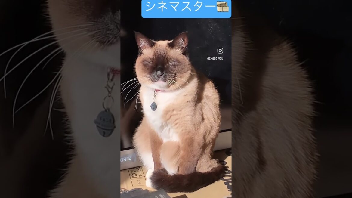 シネマスター #シャム猫 #shorts