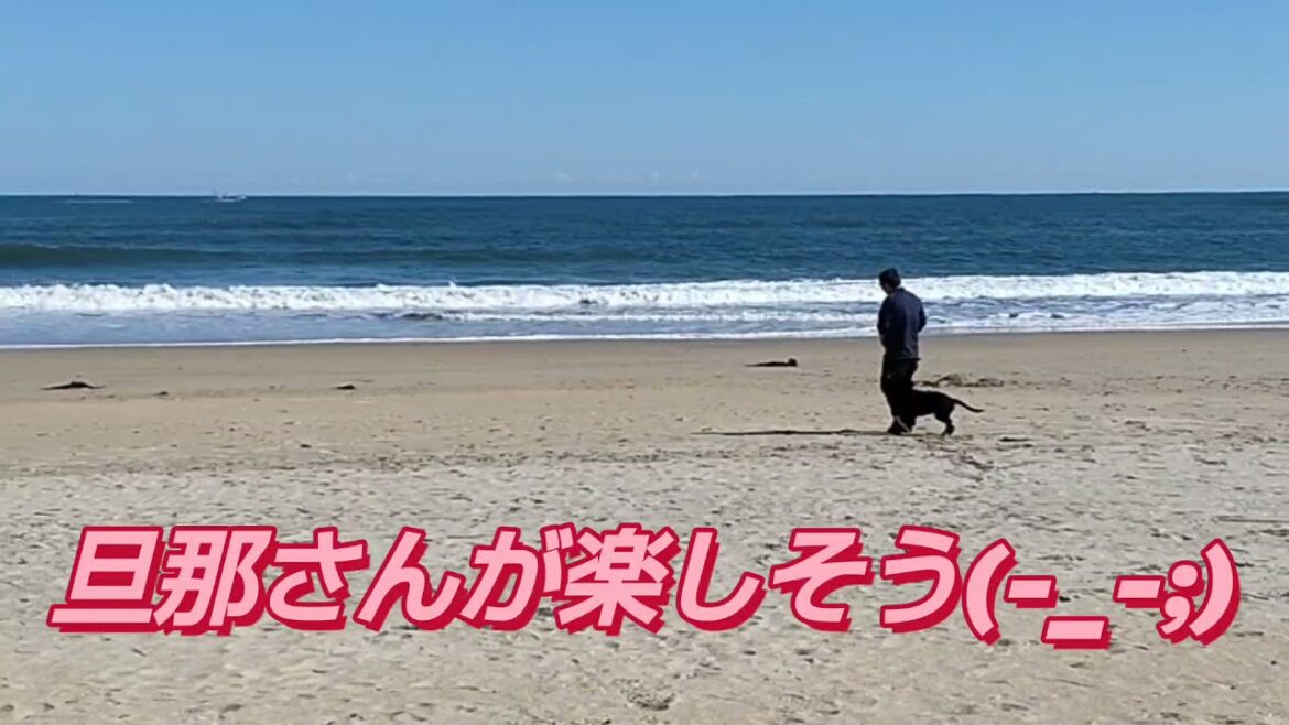 #初めての海へ！ #フラットコーテッドレトリーバーの子犬ハル