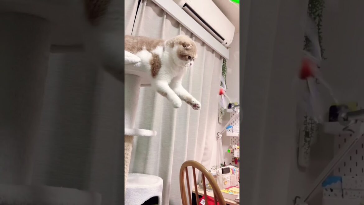 動きが面白すぎるスコティッシュフォールド　猫
