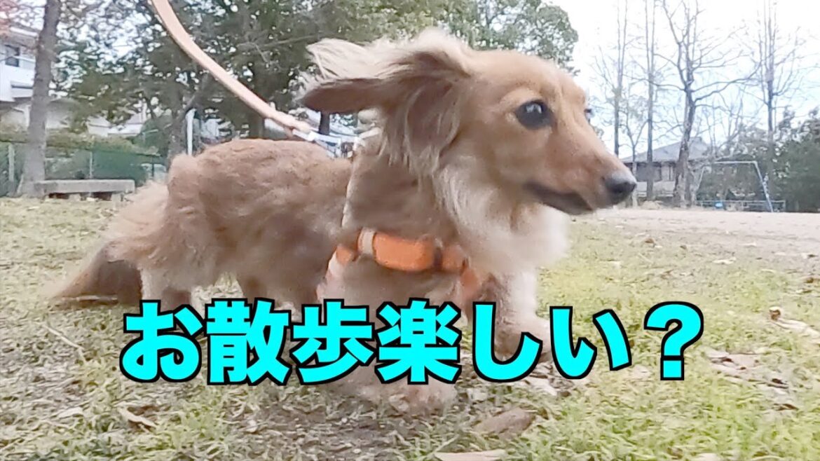 成長/新しいハーネス/散歩嫌い克服？【カニンヘンダックスえびすの日常】