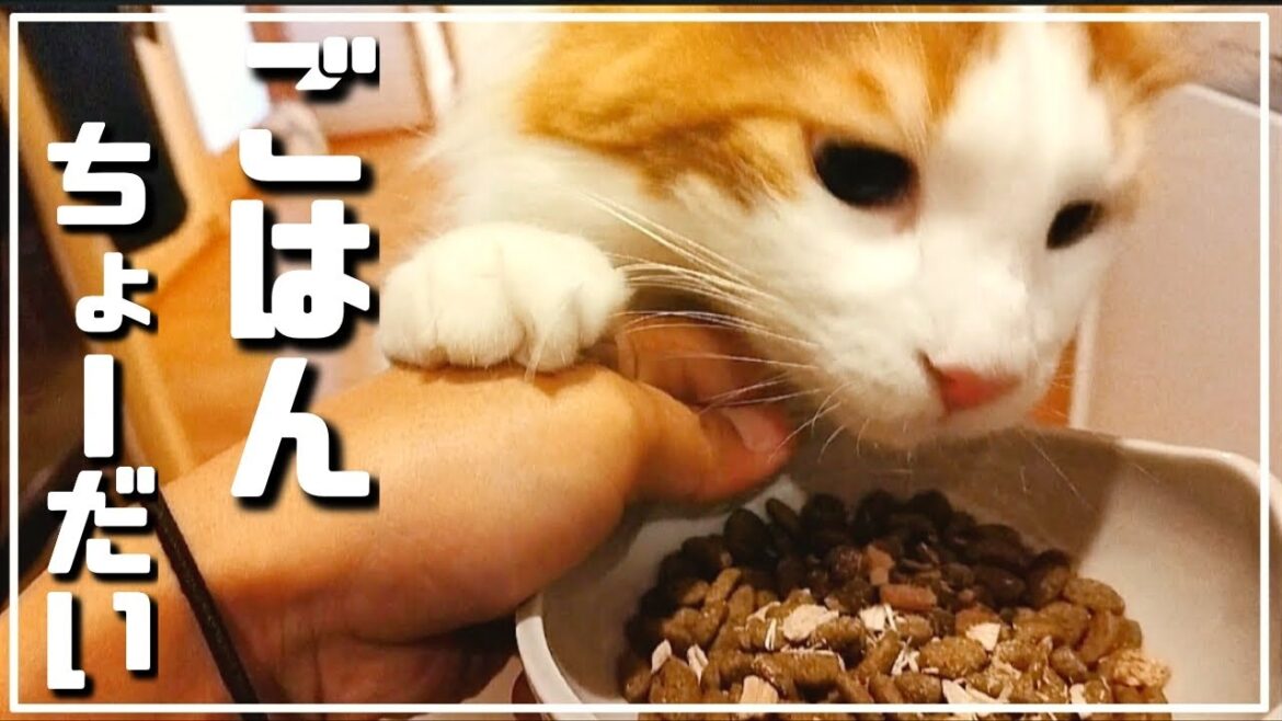 待ちに待った朝ご飯を無心で食べるメインクーン【大型長毛猫】Maine coon cat has breakfast innocently. 待ちに待った朝ご飯を無心で食べるメインクーン【大型長毛猫】Maine coon cat has breakfast innocently.
