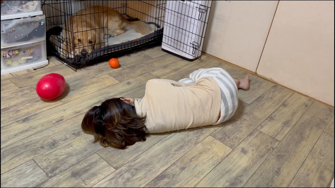 誰かが頻繁に寝落ちする我が家では、愛犬はこうなる