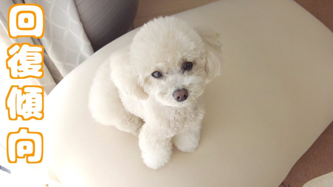 病院へ行った翌日の妹犬の様子です