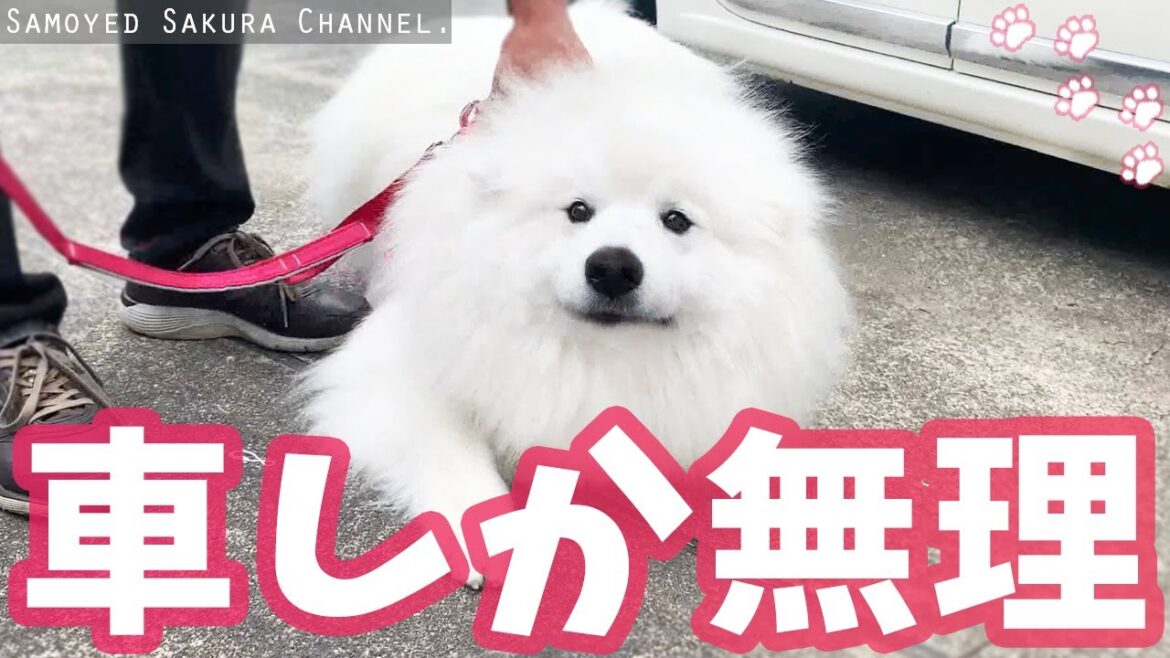 どうしても車でお出掛けしたいサモエドさくら