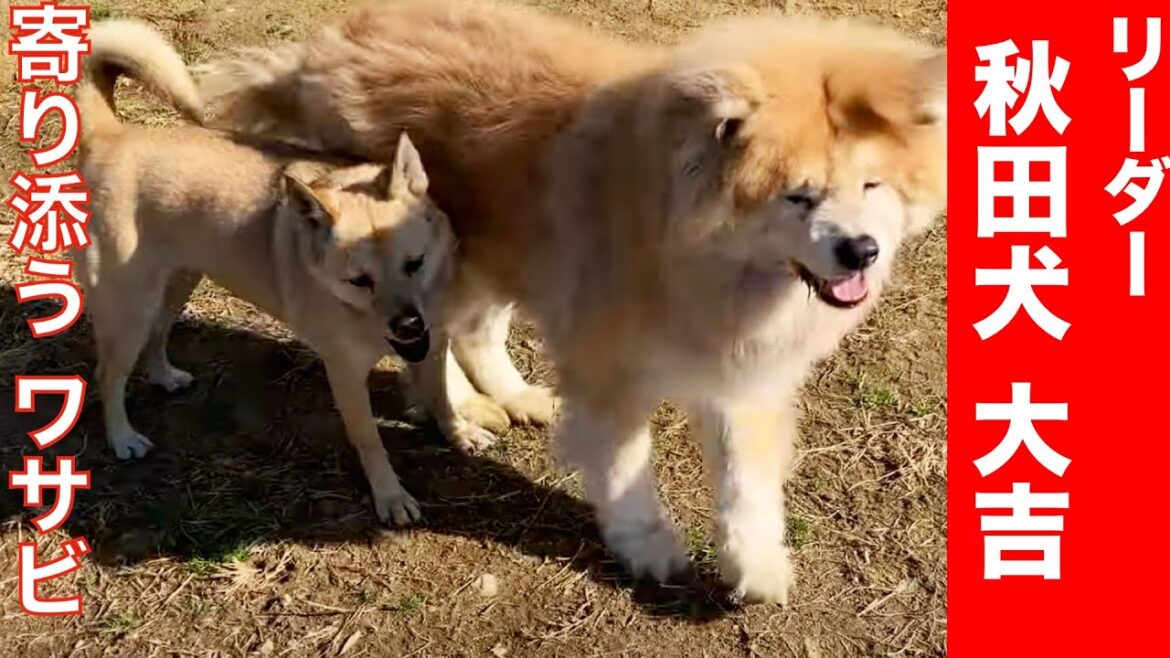 老いてもボス 秋田犬リーダー大吉の様子