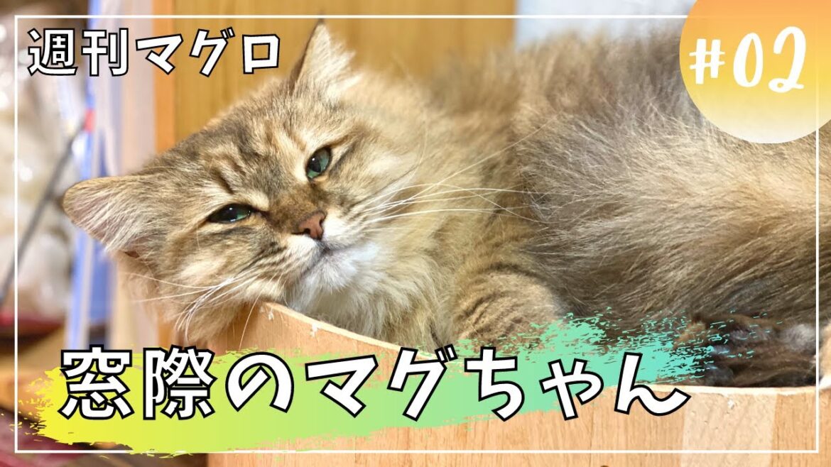 【週刊マグロ２】窓辺でのんびり！【サイベリアン・多頭飼い】