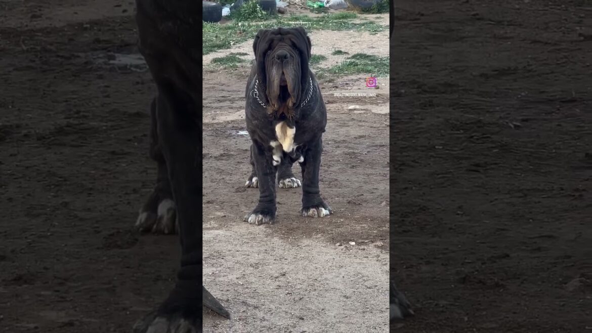 Funny Neapolitan Mastiff