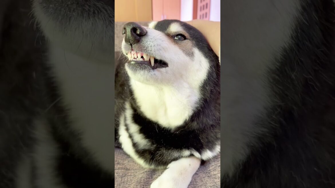 いつも怖い顔で唸る柴犬が、甘える姿にキュン死した...。