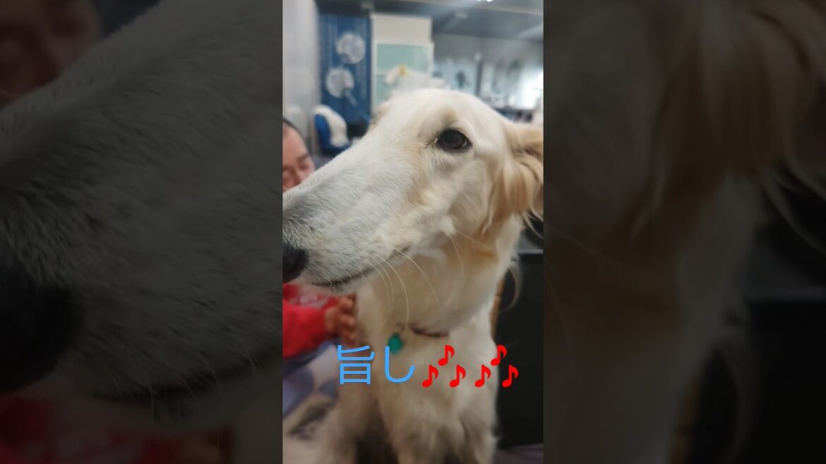 パク🎶ボルゾイ🐶Pak  Borzoi