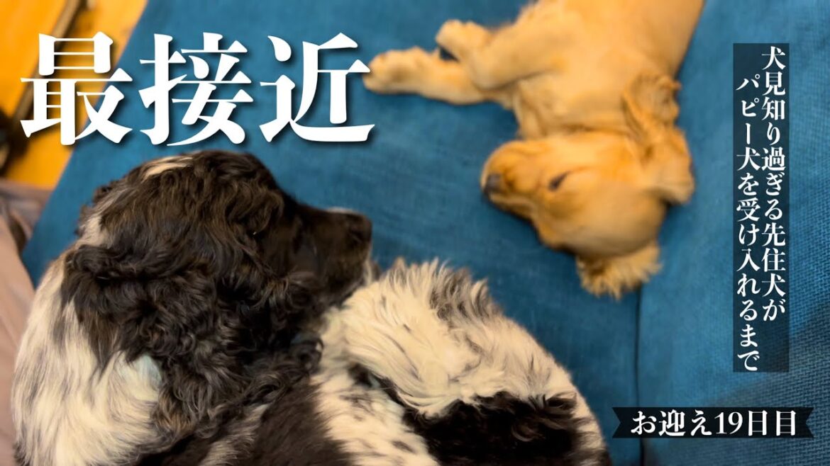 【犬見知り過ぎる先住犬がパピー犬を受け入れるまで#18】お迎え19日目！　イングリッシュコッカースパニエル「みみ」の気持ち