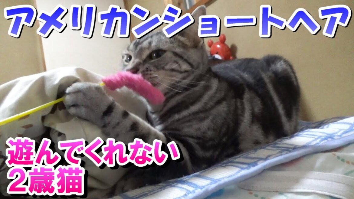 遊んでくれない2歳猫(アメリカンショートヘア) 遊んでくれない2歳猫(アメリカンショートヘア)