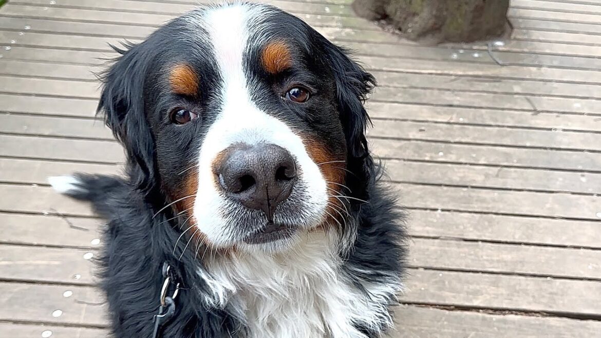急変した老犬バーニーズの現状