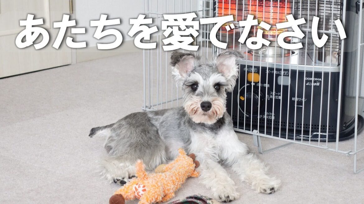 愛に飢える妹シュナとマイペースな兄シュナの日常【多頭飼い】