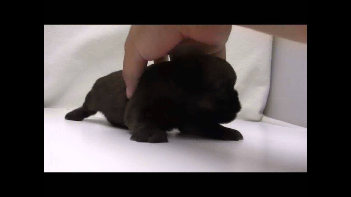 ブリュッセルグリフォンの子犬02