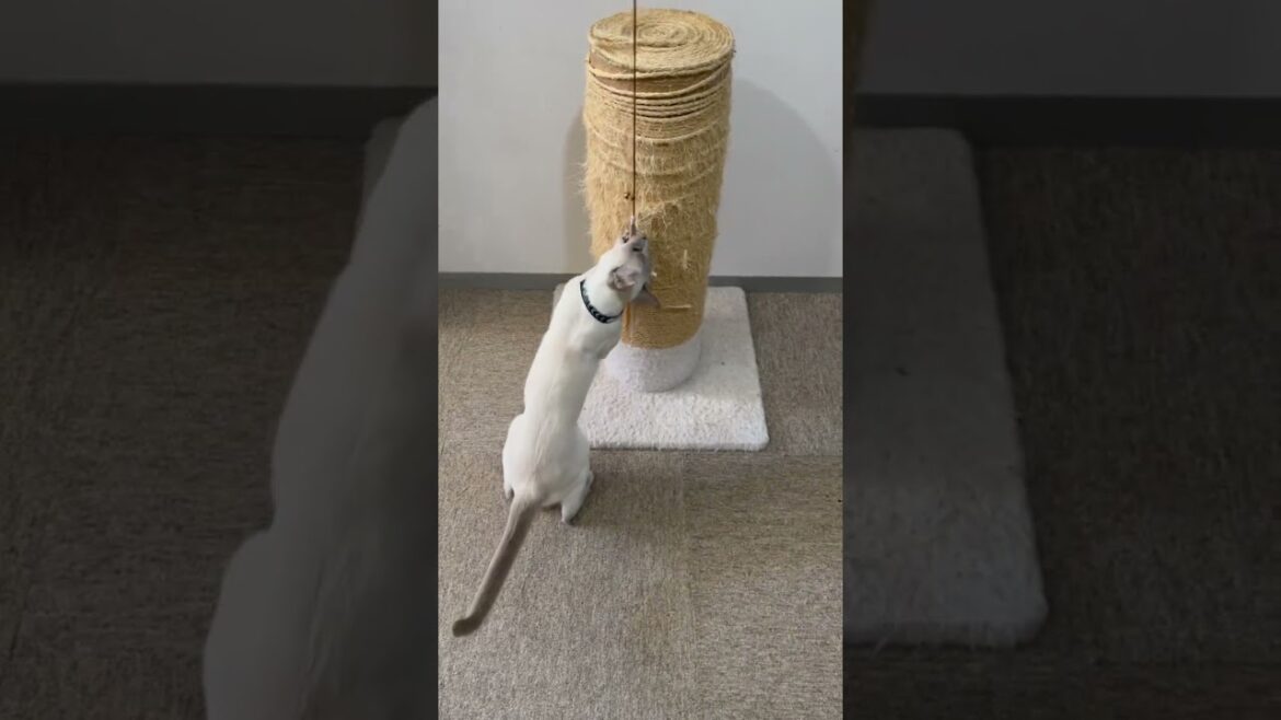 大ジャンプするトンキニーズの猫ちゃん！！