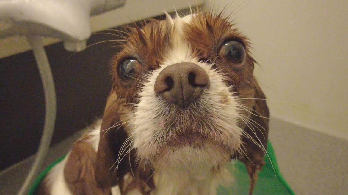 お風呂が大好き過ぎてなかなか上がらないキャバリアキングチャールズスパニエル【犬の入浴シーン】